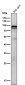 Anti-Phospho-STAT3 (S727) Rabbit Monoclonal Antibody